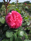 Preview: Stammrose Baronesse2
